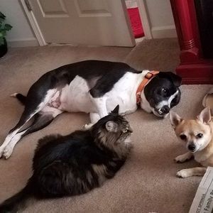 Meet your Posher, Corrie